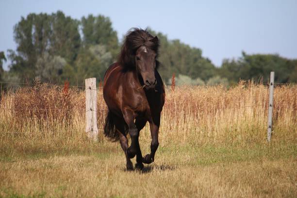 istock running icelandic horse 1063241968