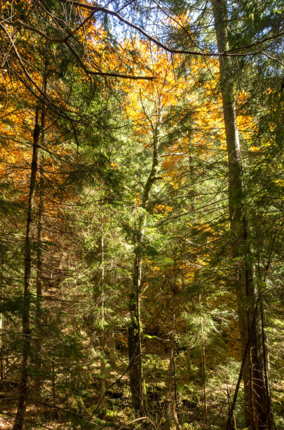 istock Mixed forest. Coniferous and deciduous forest. Yellow and green forest. 1063242200