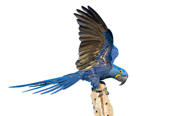 istock Hyacinth macaw isolated on white 1063242278