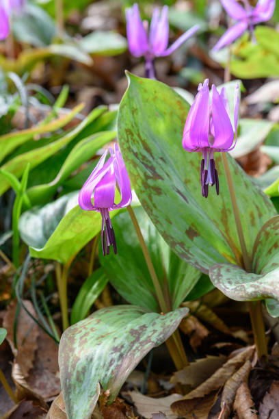 istock Erythronium japonicum in Japan 1063242336