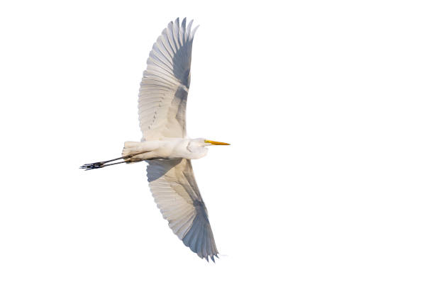 istock Flying Great egret isolated on white background 1063242380