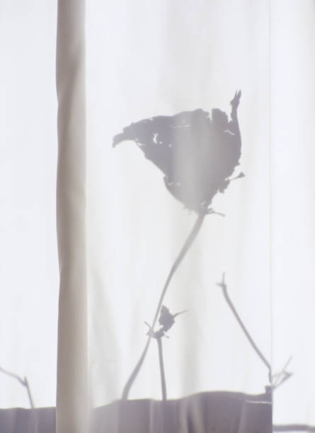 istock Silhouette of a flower on a curtain 1063242382
