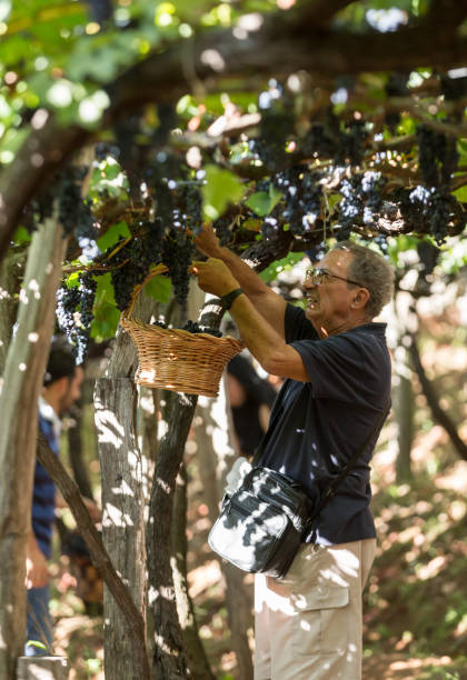 gens de récolte des raisins à la vigne de la société de vin de madère à madeira wine festival estreito de camara de lobos, madeira, portugal - madeira portugal vineyard traditional culture photos et images de collection