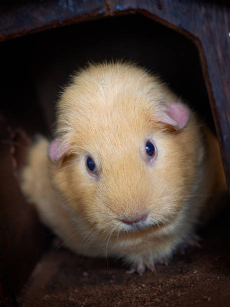 istock brown guinea pig in house .Cute pets. 1063248312