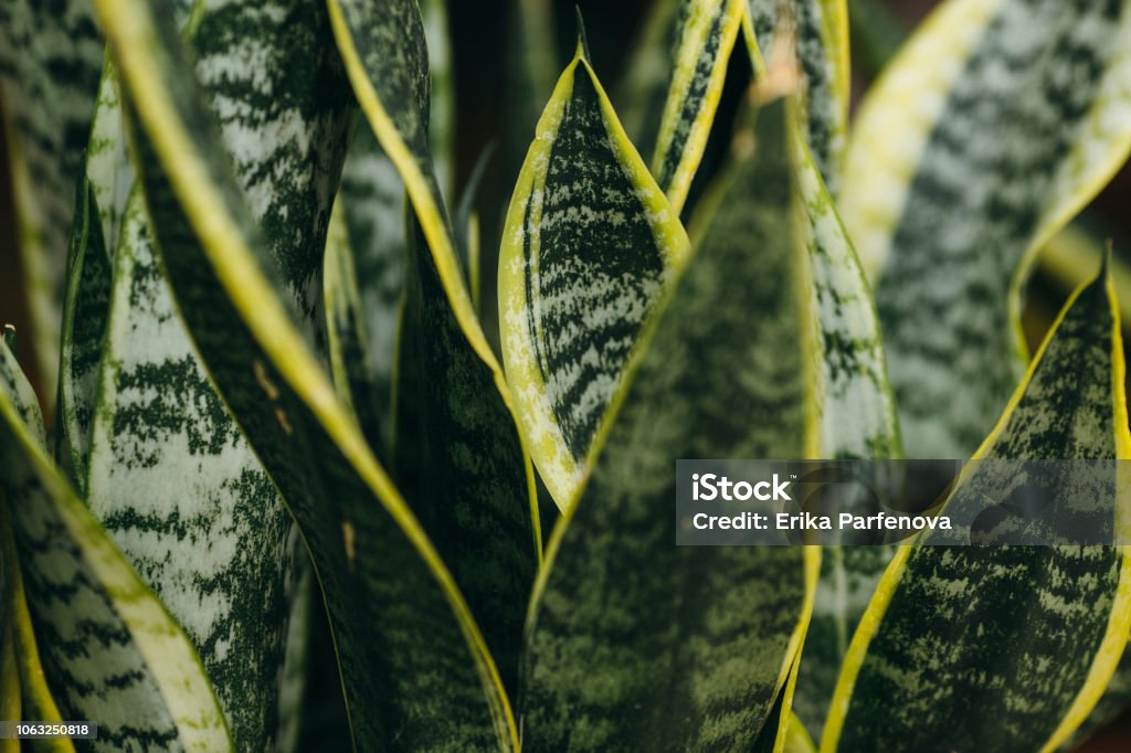 Variegated tropical leaves pattern of snake plant or mother-in-law's tongue (Sansevieria trifasciata 'Laurentii') and aloe succulent plant on dark nature background Crete, Greece, Plant, Wallpaper - Decor, Abstract, Aloe Sansevieria Stock Photo