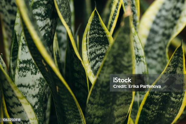 Variegated Tropical Leaves Pattern Of Snake Plant Or Motherinlaws Tongue And Aloe Succulent Plant On Dark Nature Background Stock Photo - Download Image Now