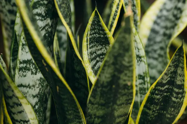 Photo of Variegated tropical leaves pattern of snake plant or mother-in-law's tongue (Sansevieria trifasciata 'Laurentii') and aloe succulent plant on dark nature background