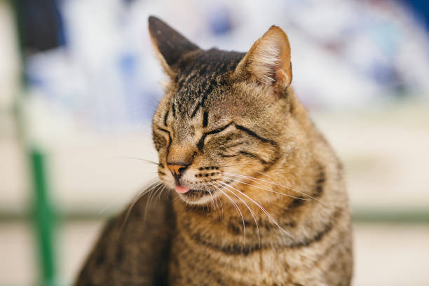 istock Cute tabby domestic cat 1063252698