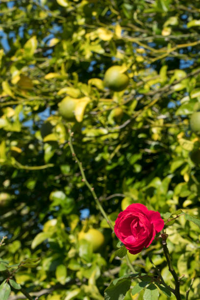 Nature is always the bes scenery for flowers blooming. This wild red rose is growing among lemons in a huge lemon tree.