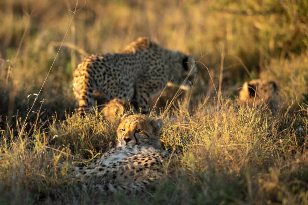 istock cheetah family 1063253438