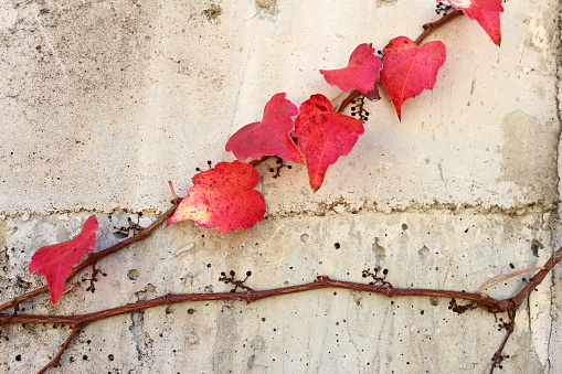 Red ivy leaves on a concrete wall close up