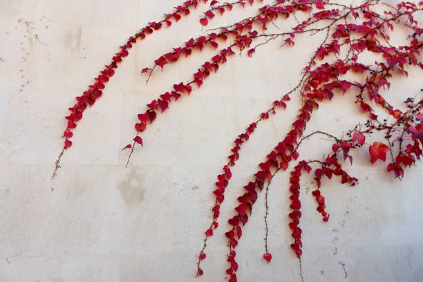 istock Red ivy leaves on a concrete wall 1063255990