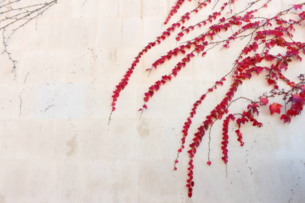 istock Red ivy leaves on a concrete wall 1063256070
