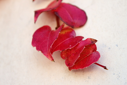 Red ivy leaves on a concrete wall close up