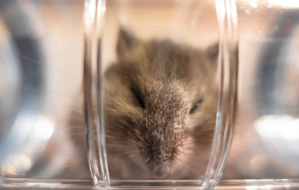 istock Hamster peeking from inside a transparent plastic tube 1063262578