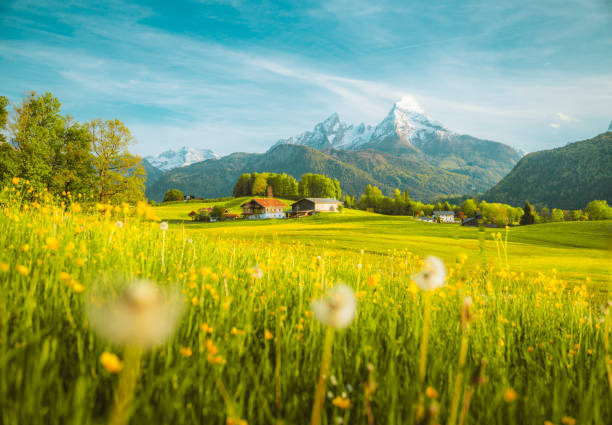paesaggio idilliaco nelle alpi con prati in fiore in primavera - dandelion snow immagine foto e immagini stock