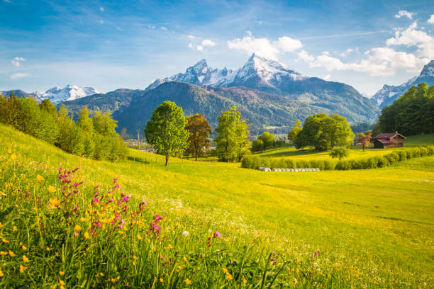 istock Idyllic mountain scenery in the Alps with blooming meadows in springtime 1063264764