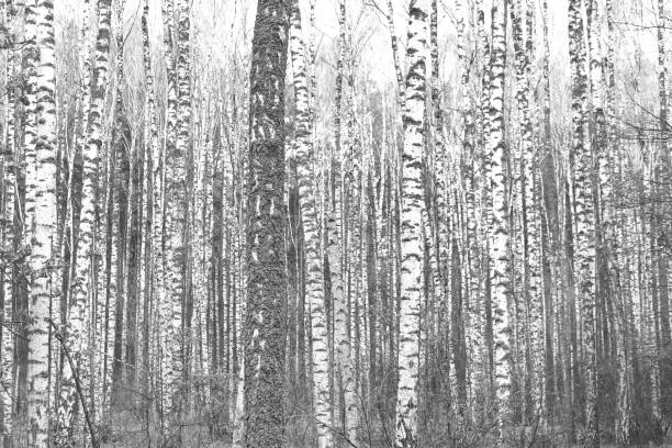istock Black-and-white photo with beautiful birches 1063264812