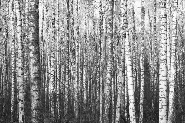 istock Black-and-white photo with beautiful birches 1063264900