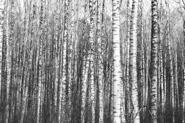 istock Black-and-white photo with beautiful birches 1063264908