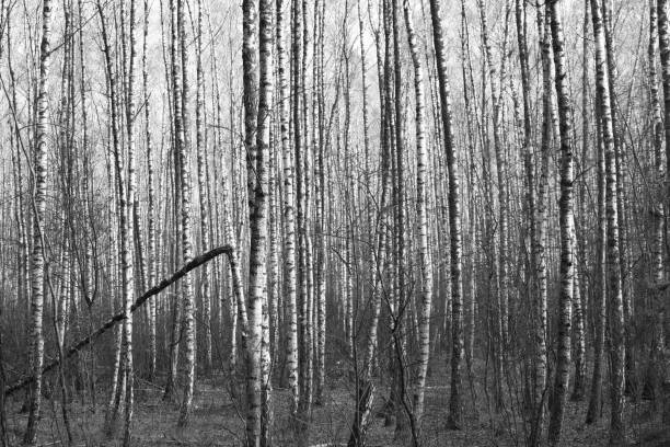 istock Black-and-white photo with beautiful birches 1063264916