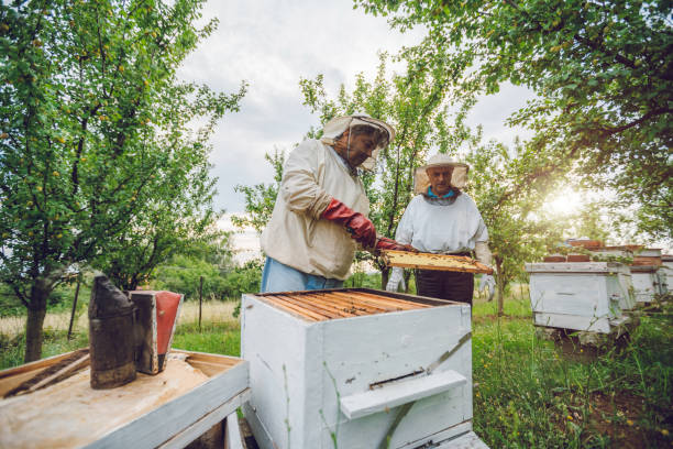 istock Beekeepers collecting honey from hives 1063265144