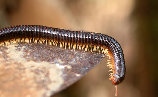 Millipede Millipede or Diplopoda. Group of arthropods that are characterized by having two pairs of jointed legs on most body segments myriapoda stock pictures, royalty-free photos & images