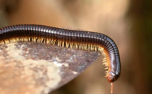 Millipede or Diplopoda. Group of arthropods that are characterized by having two pairs of jointed legs on most body segments