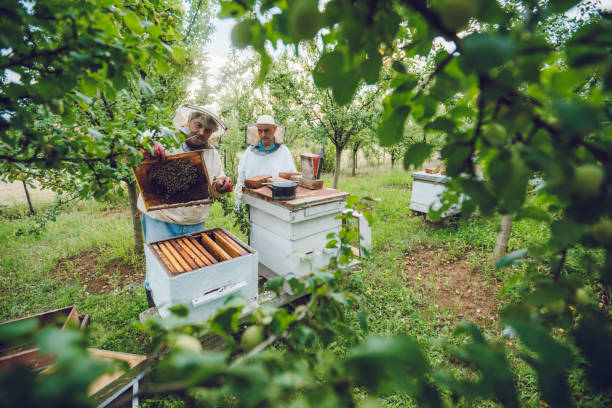 istock Beekeepers collecting honey from hives 1063267508