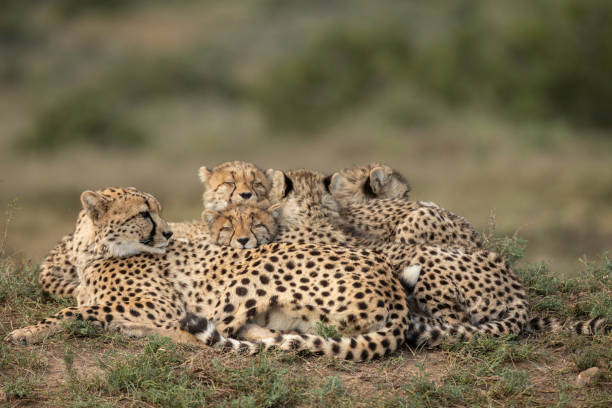 istock Cheetah Family 1063267598