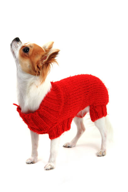 istock small chihuahua Sofia in red clothes 1063267642