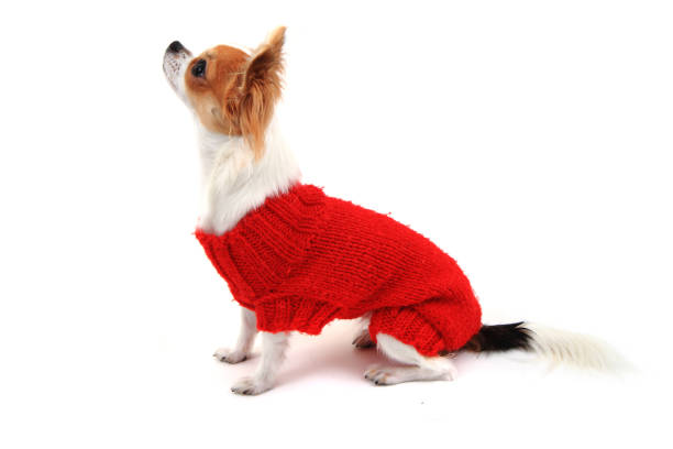 istock small chihuahua Sofia in red clothes 1063267668