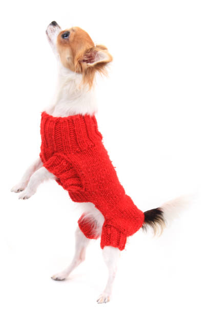istock small chihuahua Sofia in red clothes 1063267714