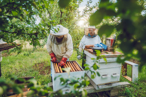istock Beekeepers collecting honey from hives 1063267766