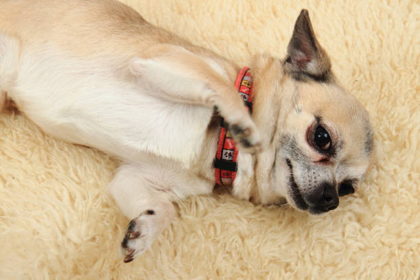 istock chihuahua is resting 1063267822
