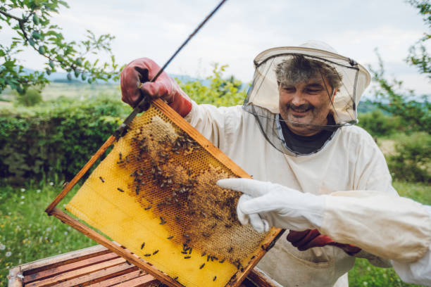 istock Beekeepers collecting honey from hives 1063267886