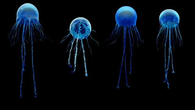 Jellyfish, high quality 4k animation assets. Seen from different perspectives.