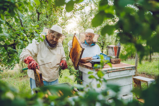 istock Beekeepers collecting honey from hives 1063268366