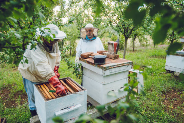 istock Beekeepers collecting honey from hives 1063268566