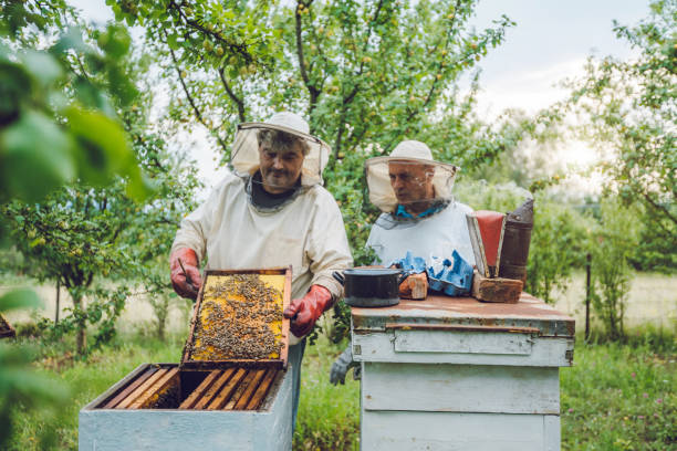 istock Beekeepers collecting honey from hives 1063270014