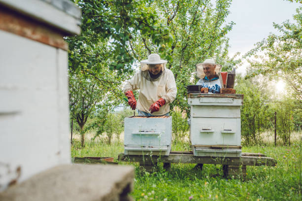 istock Beekeepers collecting honey from hives 1063270486