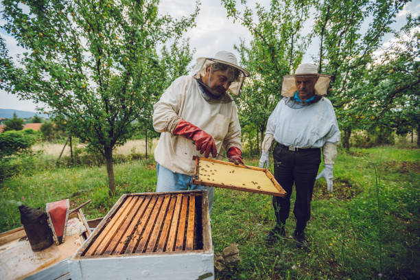 istock Beekeepers collecting honey from hives 1063270672