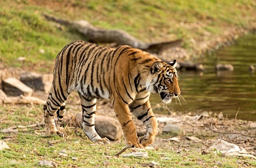 subadultos tigresa hacia atrás sus hermanos y mamá. disparo en Santuario de Ranthambore tigre en Rajasthan. photo