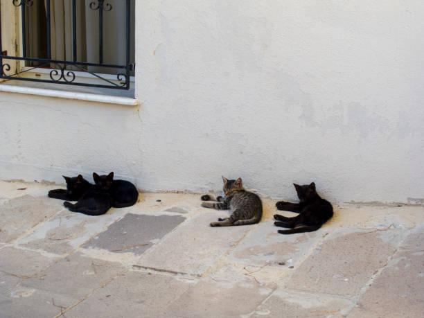 istock Cats on street in Bodrum 1063272826