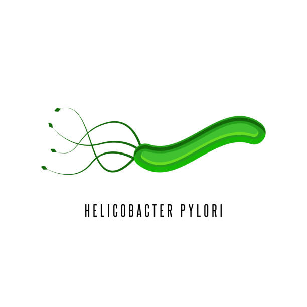 ilustraciones, imágenes clip art, dibujos animados e iconos de stock de bacteria de microaerofílicas de ilustración de los píloros de helicobacter que infecta a varias áreas del estómago y del duodeno - pylori