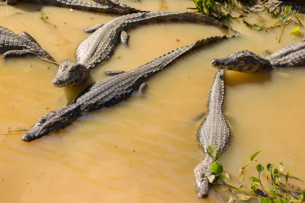 Group of Yacare caimans, Caiman yacare, in water, Mato Grosso, Brazil.