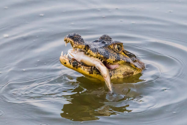 Yacare Caiman, Caiman yacare, feeding on a fish, Pantanal, Mato Grosso, Brazil