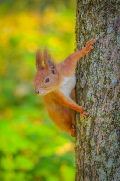 istock squirrel on a tree. Close plan. Autumn background. Looks at the frame. 1063276026