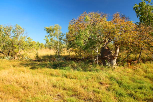 istock Australian outback in Kimberley 1063278592