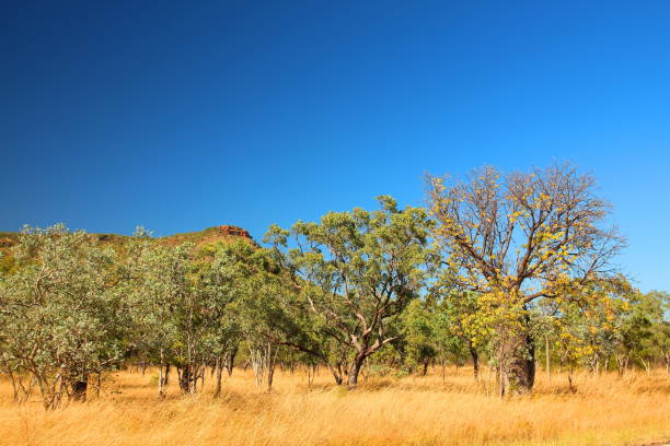 istock Australian outback in Kimberley 1063278676